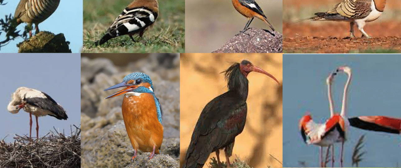 Birdwatching Morocco Tours from Mars April May