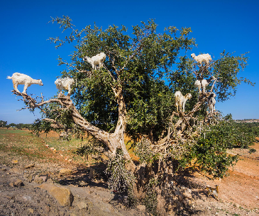 6 Day Morocco Tour from Agadir to Marrakech via Chigaga Desert 